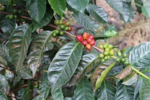 Geisha (Panama), זן קפה ערביקה. תמונה 2