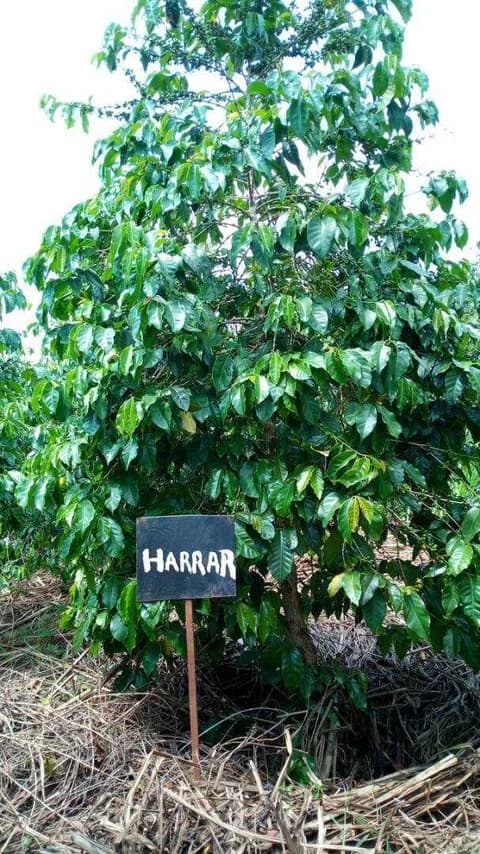 Harar Rwanda, זן קפה ערביקה. תמונה 1