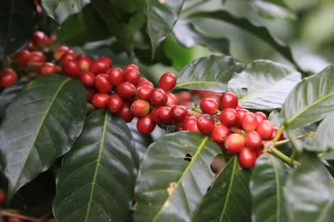 IHCAFE 90, זן קפה ערביקה. תמונה 1