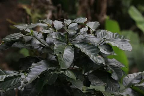 IHCAFE 90, זן קפה ערביקה. תמונה 2