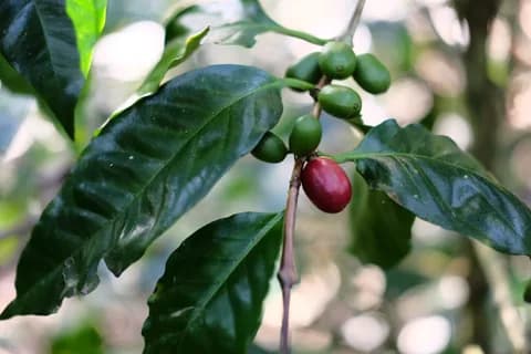 Maragogipe, זן קפה ערביקה. תמונה 1