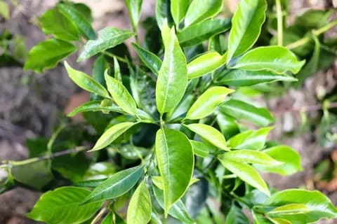 Mundo Maya, זן קפה ערביקה. תמונה 2