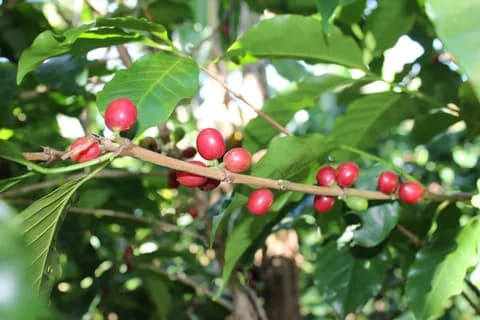 Obata (Red), זן קפה ערביקה. תמונה 1