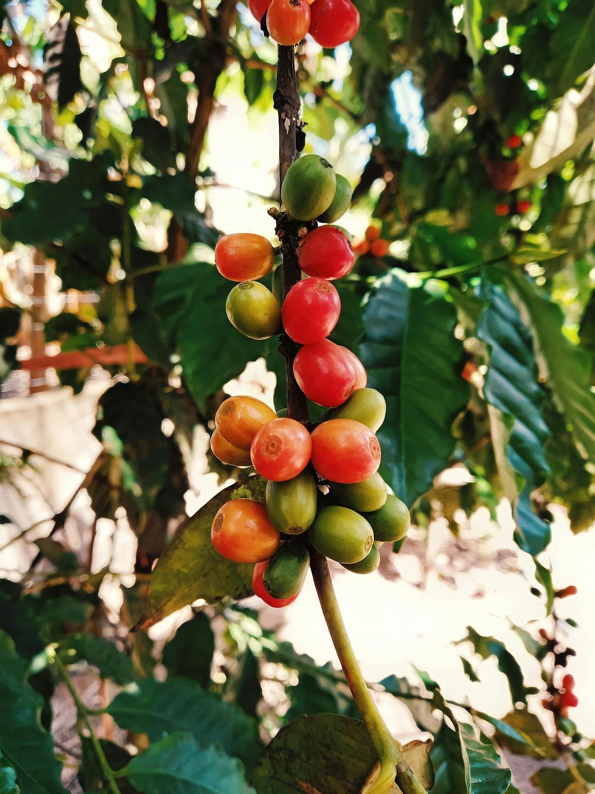 אומבליגון, זן קפה ערביקה. תמונה 1
